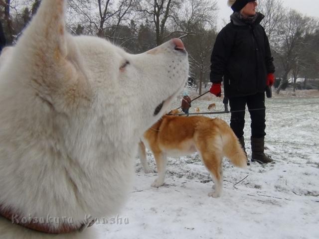 Chuyu_in Helmstedt  Januar 2012.JPG